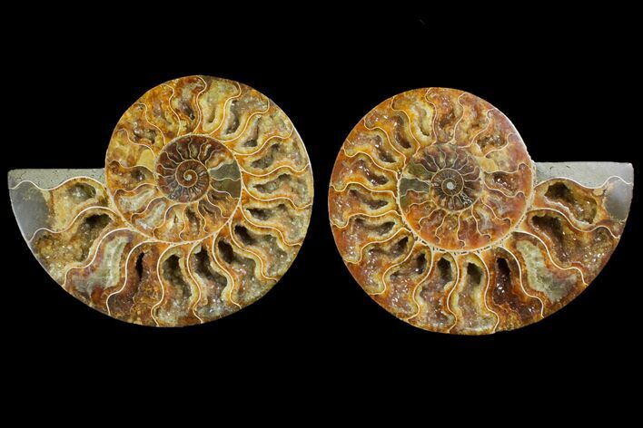 Agatized Ammonite Fossil - Crystal Pockets #144108